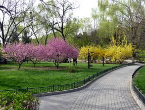 寫校園春天的作文200字