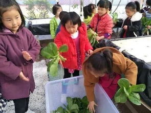 校園義賣(mài)蔬菜活動(dòng)作文