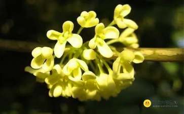 校園秋景作文600字桂花