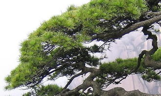 寫校園里松樹的作文怎么寫