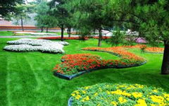 寫校園里的花壇的作文