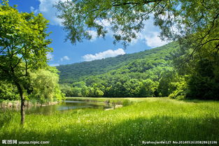 新校園六百字作文