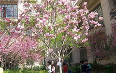 美麗的格?；ㄗ魑?00字,我們校園的作文400字,寫格?；ǖ淖魑?00字