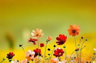 校園格桑花作文800