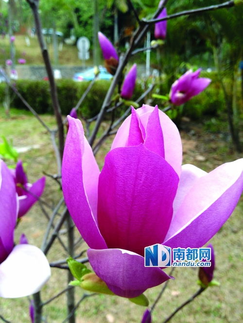 校園里作文的紅玉蘭