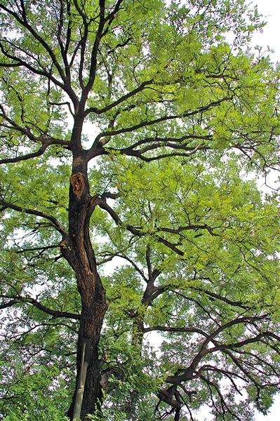 校園里有一棵老槐樹作文800