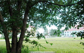 校園夏天的小樹林作文400字