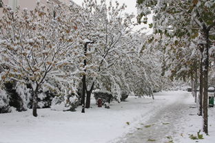 雪后校園景色作文300字