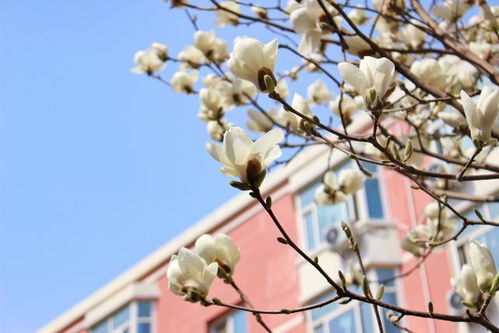 小學(xué)作文校園玉蘭花開(kāi)