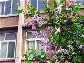 校園里的丁香花開(kāi)了作文