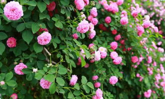 作文校園的鮮花