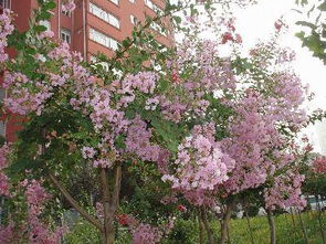 校園雨中即景作文500字