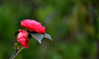 作文校園里的山茶花