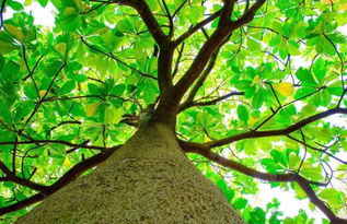 校園的大樹的作文片段