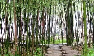 校園小竹林作文450