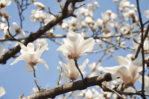 校園的玉蘭樹作文400