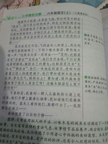 校園的樹的作文400字