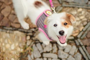 三個月泰迪幼犬喂養(yǎng)注意事項,給幼犬洗澡注意事項,泰迪幼犬喂養(yǎng)注意事項