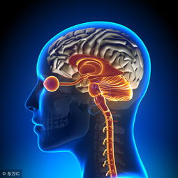 abr聽覺誘發(fā)檢查注意事項