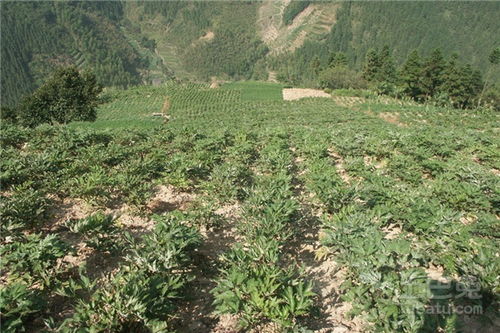 防風(fēng)種植注意事項