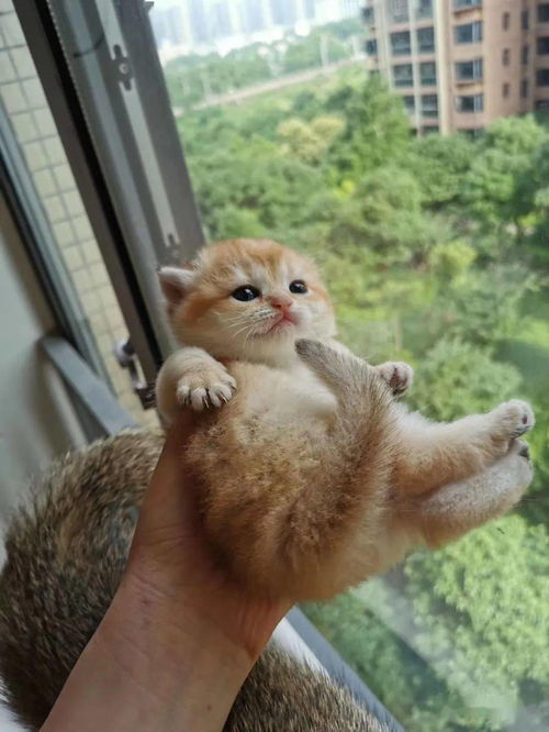 小貓,灌腸,注意事項