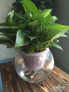 水培綠蘿注意事項