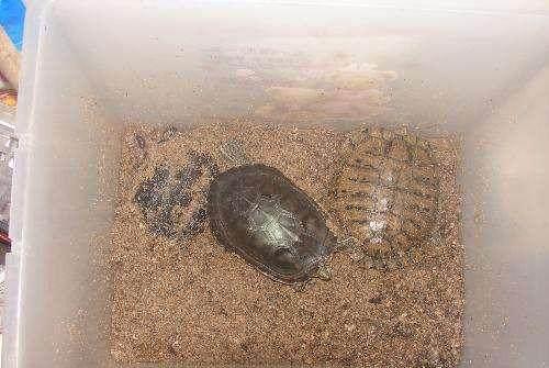 佛鱷冬眠注意事項(xiàng),佛公佩戴注意事項(xiàng),陽臺(tái)供佛注意事項(xiàng)