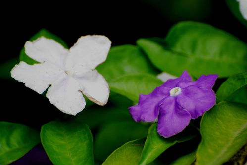 雙色茉莉的養(yǎng)殖方法和注意事項(xiàng),雙色茉莉的修剪方法和注意事項(xiàng),雙色茉莉的扦插方法和注意事項(xiàng)