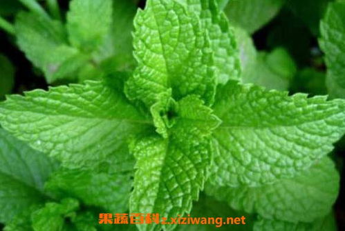 仙客來種子種植方法和注意事項,薄荷怎么種植方法和注意事項,盆栽薄荷的種植方法和注意事項