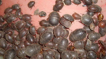 注意事項(xiàng),土元