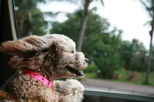 注意事項(xiàng),寵物