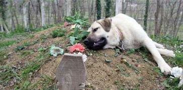 狗采精注意事項(xiàng)