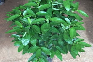 平安樹(shù)移植注意事項(xiàng)