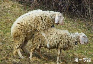 母羊配種前后的注意事項(xiàng)
