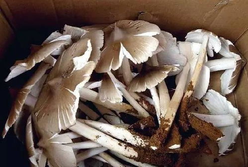 種植,注意事項,黑雞樅