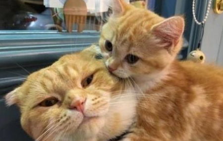 注意事項,小孩,養(yǎng)貓