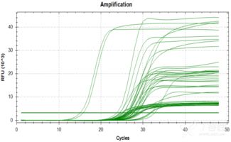 pcr的注意事項,pcr操作流程及注意事項,pcr擴(kuò)增的注意事項