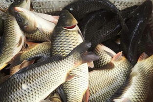 金草魚的養(yǎng)殖注意事項