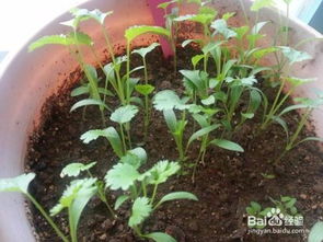 室內(nèi)養(yǎng)花光照不足的注意事項(xiàng)