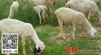 注意事項(xiàng),農(nóng)村,養(yǎng)羊