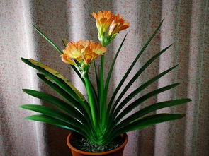 君子蘭澆水注意事項