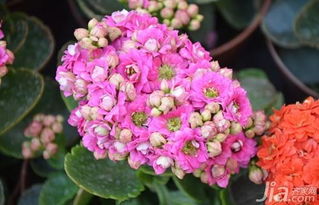 長壽,五大,養(yǎng)殖,注意事項