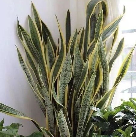 室內(nèi)養(yǎng)花光照不足怎么辦?,室內(nèi)養(yǎng)花光照不足怎么補(bǔ)光,冬天室內(nèi)養(yǎng)花注意事項(xiàng)