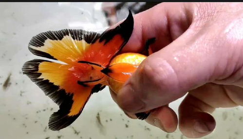 注意事項,擠卵擠精