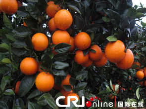 臍橙,要注意,贛南,事項(xiàng)