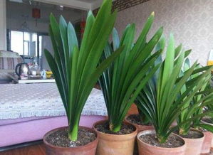 君子蘭快開花注意事項(xiàng)