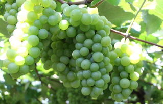 矮壯素注意事項(xiàng)