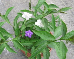 雙色茉莉的栽培方法和注意事項(xiàng)