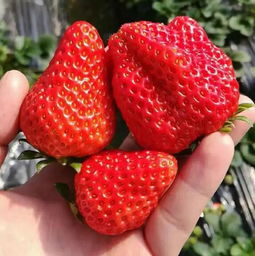 草莓,注意事項(xiàng)