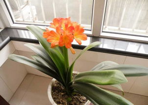 君子蘭,開花,注意事項(xiàng)